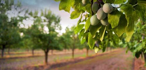 Plums on a tree against Orchard