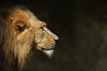 African male lion , wildlife animal isolated Black 