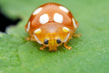 Ladybugs on wild plants, North China
