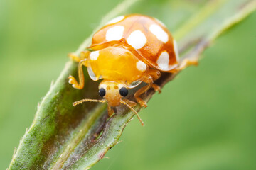 Ladybugs on wild plants, North China