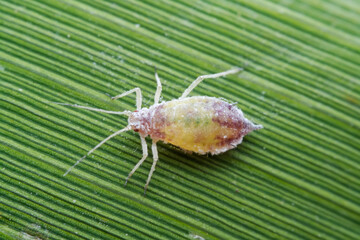 Aphids in the wild, North China