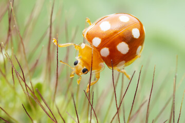 Ladybugs on wild plants, North China