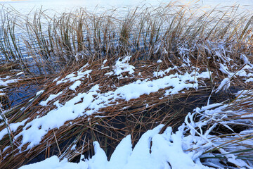 The snow covered cattail is by the river, North China