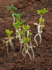 Closeup view of fresh young peanut aka arachis hypogaea shoots growing in field after harvest