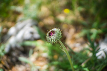 Thistle in bloom