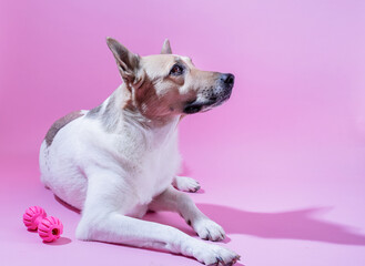 Mixed breed cute dog portrait on pink background
