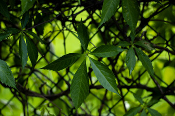 Fototapeta na wymiar 5-leaf virginia creeper star