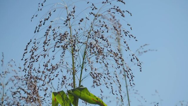 Growing proso millet in agriculture. Plant of Panicum Miliaceum, commonly known as Proso Millet or Common Millet. Ripening brush of millet proso in the field