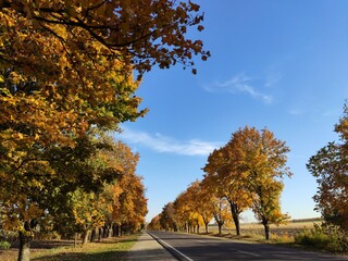 Obraz premium grass, nature, spring, flower, plant, leaf, meadow, summer, forest, field, garden, animal, macro, moss, growth, flowers, season, flora, wildlife, water