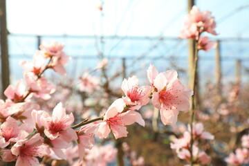 Peach blossoms in full bloom in the greenhouse, North China