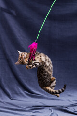 Bengal kitten playing on fabric background