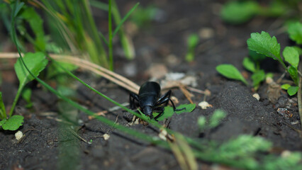 Blaps halophila, of the family Tenebrionidae. Central Russia.