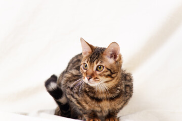 Bengal kitten playing on fabric background