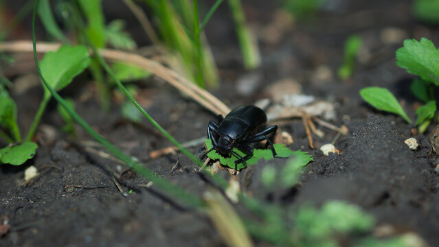 Blaps halophila, of the family Tenebrionidae. Central Russia.