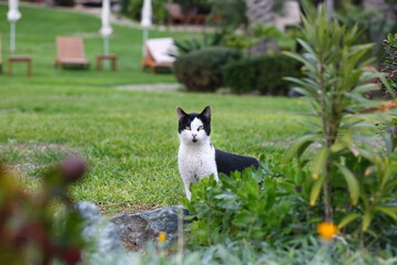 Obraz na płótnie Canvas Cute cat on the grass into tropical park