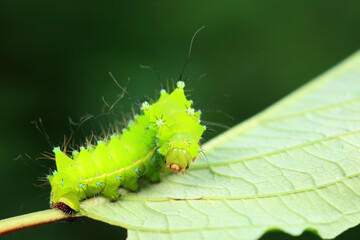 Lepidoptera larvae in the wild, North China