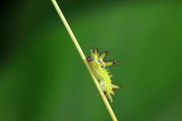 Lepidoptera larvae in the wild, North China