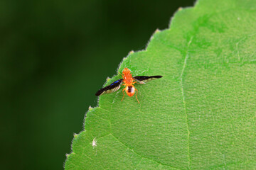 Flies on wild plants, North China