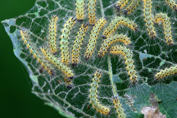 Lepidoptera larvae in the wild, North China
