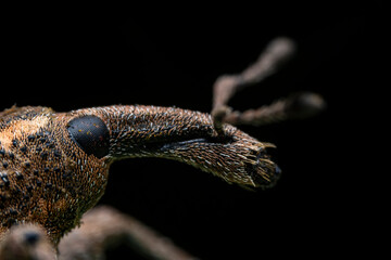 Weevil on wild plants, North China