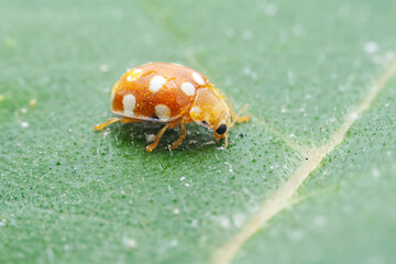 Ladybugs on wild plants, North China