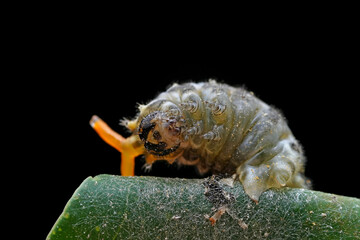 Lepidoptera larvae in the wild, North China