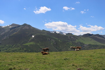 beautiful cows eating green grass feeding to give milk and meat