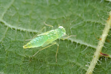 Leaf cicada on wild plants, North China