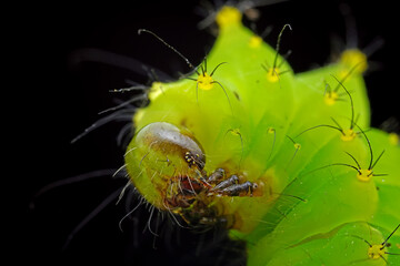 Lepidoptera larvae in the wild, North China