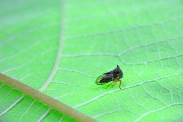 Leaf cicada on wild plants, North China