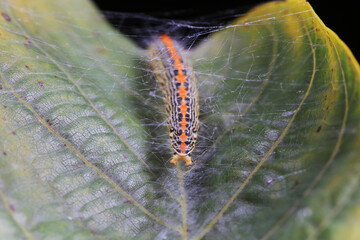 Lepidoptera larvae in the wild, North China