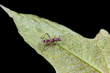 Point bee edge stink bug in the wild, North China