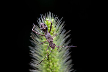 Point bee edge stink bug in the wild, North China