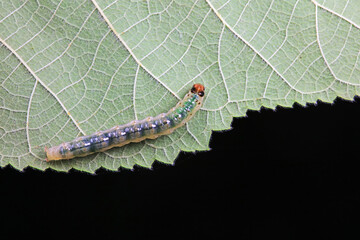Lepidoptera larvae in the wild, North China
