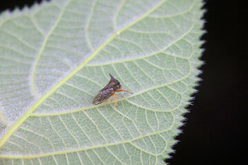 Leaf cicada on wild plants, North China