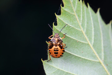 Hemiptera bugs in the wild, North China
