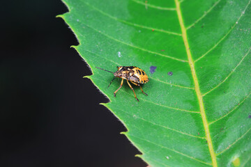 Hemiptera bugs in the wild, North China
