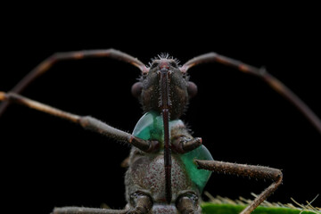 Point bee edge stink bug in the wild, North China
