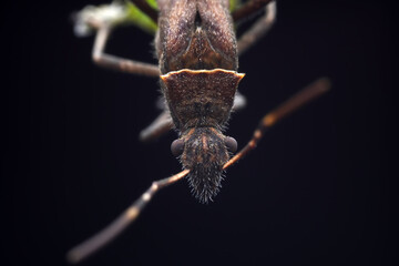 Point bee edge stink bug in the wild, North China