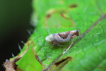 Leaf cicada on wild plants, North China