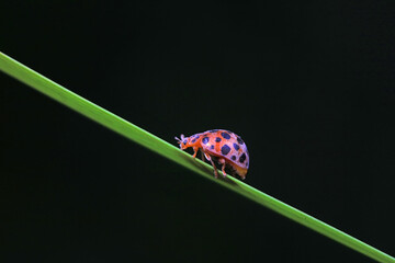 Ladybugs on wild plants, North China
