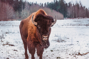 a bison stands on the snow of a winter field with a forest on the background, frontal view © Anna