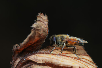 Aphid eating flies in the wild, North China
