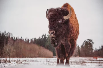 Foto op Plexiglas een bizon staat in de winter op het veld met de lucht op de achtergrond © Anna