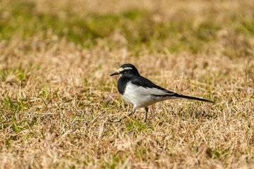 Obraz premium セグロセキレイ