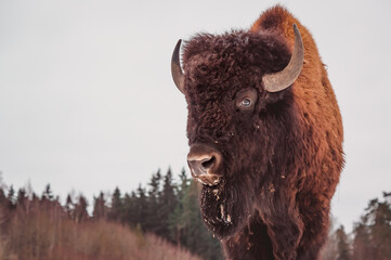 a close portrait of a bison against the sky and forest background