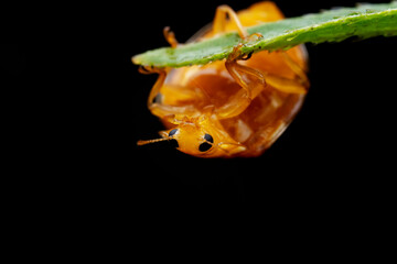 Ladybugs on wild plants, North China