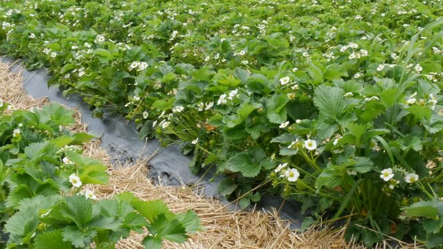 Huge strawberry field in spring with young green shoots and strawberry flowers covered with straw around. Smooth and long rows of strawberry bushes