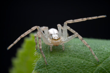 Spiders in the wild, North China