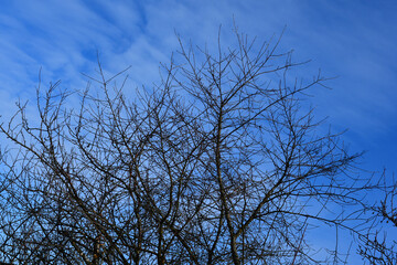 The crown of a tree without leaves against the sky. Bare branches